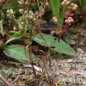 Photographie n°84211 du taxon Radiola linoides Roth [1788]