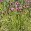  Marie Portas - Dianthus deltoides L.