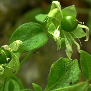 Photographie n°84227 du taxon Cucubalus baccifer L. [1753]