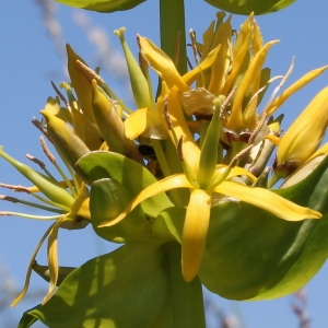 Photographie n°84251 du taxon Gentiana lutea L.