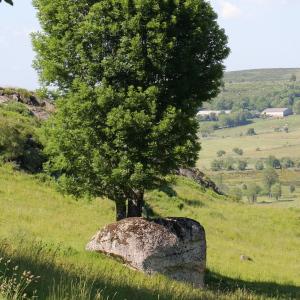 Photographie n°84270 du taxon Fraxinus excelsior L. [1753]