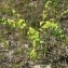  Vincent Jouhet - Euphorbia lathyris L.