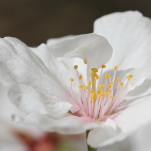 Prunus serrulata Lindl. (Cerisier du Japon)