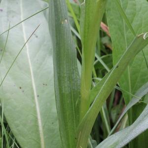 Photographie n°84280 du taxon Dactylorhiza elata subsp. sesquipedalis (Willd.) Soó