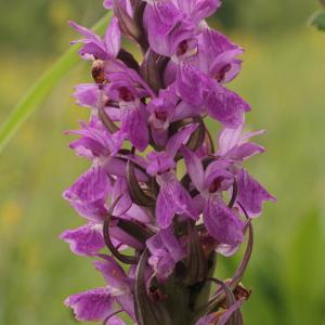 Photographie n°84281 du taxon Dactylorhiza occitanica Geniez, Melki, Pain & R.Soca