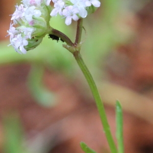 Valerianella coronata (L.) DC.