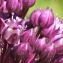  Marie  Portas - Allium ampeloprasum L.