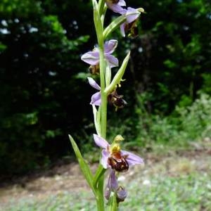 Photographie n°84293 du taxon Ophrys apifera Huds. [1762]