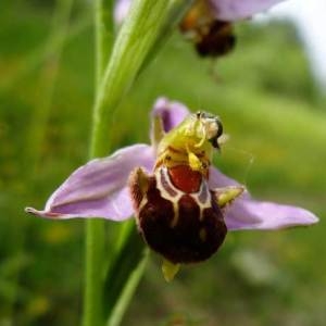 Photographie n°84294 du taxon Ophrys apifera Huds. [1762]