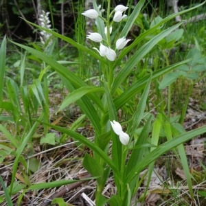 Photographie n°84305 du taxon Cephalanthera longifolia (L.) Fritsch [1888]