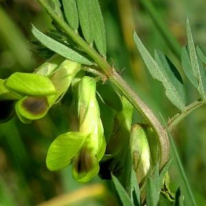 Vicia melanops Sibth. & Sm. (Vesce noirâtre)