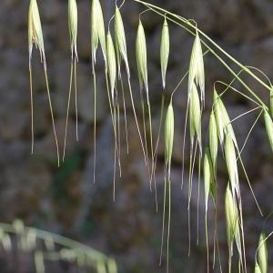 Photographie n°84326 du taxon Avena sterilis L.