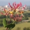  Marie  Portas - Lonicera etrusca Santi