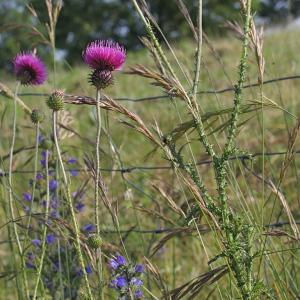 Photographie n°84330 du taxon Carduus defloratus L. [1759]