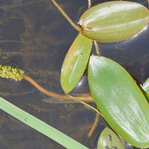 Photographie n°84332 du taxon Potamogeton natans L. [1753]