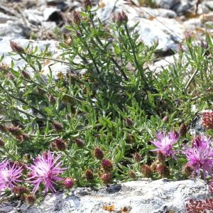 Centaurea hanryi Jord. subsp. hanryi (Centaurée d'Hanry)