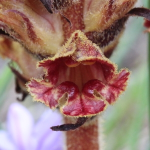 Photographie n°84358 du taxon Orobanche gracilis Sm. [1798]