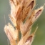  Marie  Portas - Bromus hordeaceus L.