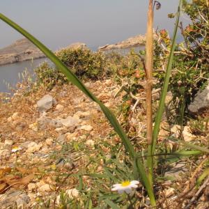 Photographie n°84366 du taxon Gynandriris sisyrinchium (L.) Parl. [1854]