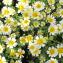  Marie  Portas - Chrysanthemum coronarium L.