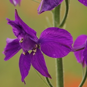 Photographie n°84374 du taxon Consolida ajacis (L.) Schur