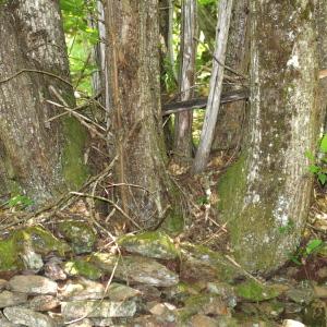 Photographie n°84380 du taxon Castanea sativa Mill.