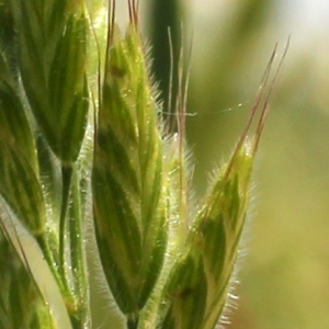 Photographie n°84408 du taxon Bromus hordeaceus L.