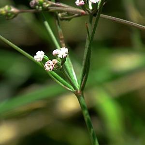 Carum segetum (L.) Kuntze (Berle des blés)