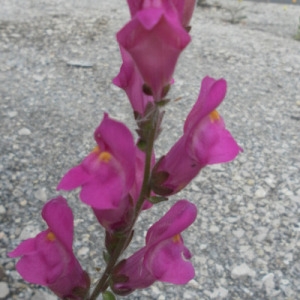 Photographie n°84450 du taxon Antirrhinum majus L. [1753]