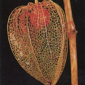 Photographie n°84457 du taxon Physalis alkekengi L. [1753]