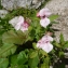  Liliane Roubaudi - Impatiens glandulifera Royle [1833]