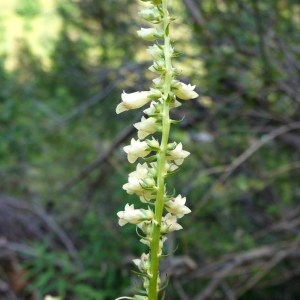 Photographie n°84464 du taxon Digitalis lutea L. [1753]