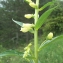  Liliane Roubaudi - Digitalis lutea L.