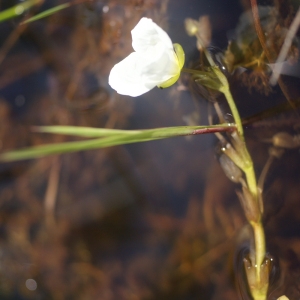 Photographie n°84477 du taxon Sagittaria L. [1753]