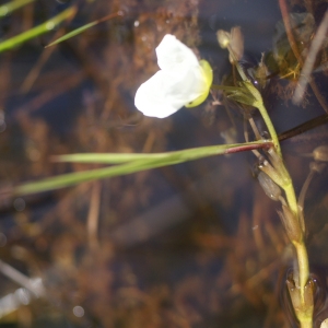 Photographie n°84478 du taxon Sagittaria L. [1753]