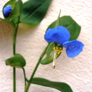 Photographie n°84494 du taxon Commelina communis L. [1753]