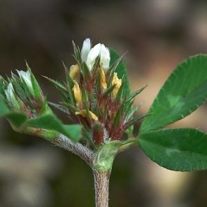 Trifolium scabrum L. (Trèfle scabre)