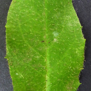 Photographie n°84506 du taxon Hieracium lachenalii Suter