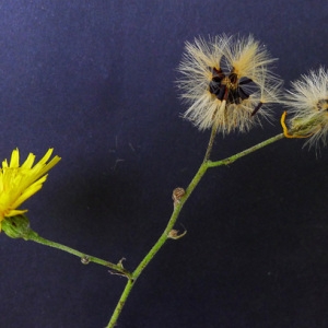  - Hieracium lachenalii Suter