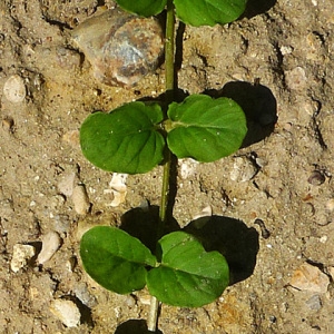 Photographie n°84512 du taxon Lysimachia nummularia L. [1753]