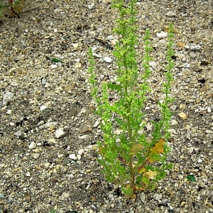 Photographie n°84533 du taxon Chenopodium botrys L. [1753]