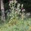  John De Vos - Cirsium eriophorum (L.) Scop. [1772]