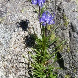 Photographie n°84541 du taxon Phyteuma hemisphaericum L. [1753]