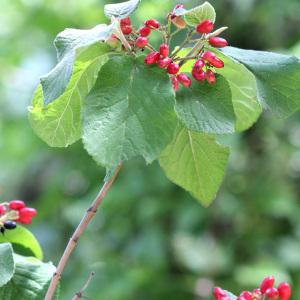 Photographie n°84556 du taxon Viburnum lantana L. [1753]