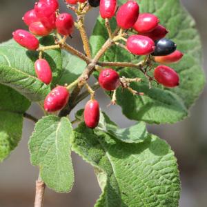 Photographie n°84557 du taxon Viburnum lantana L. [1753]