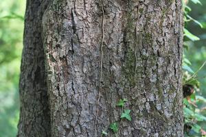 Marie  Portas, le 12 août 2012 (Orry-la-Ville (Forêt de Chantilly))