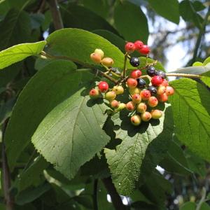 Photographie n°84580 du taxon Viburnum lantana L.