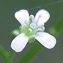  Marie  Portas - Cardamine flexuosa With.