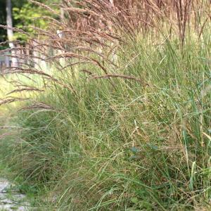 Photographie n°84596 du taxon Calamagrostis epigejos (L.) Roth