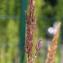  Marie  Portas - Calamagrostis epigejos (L.) Roth